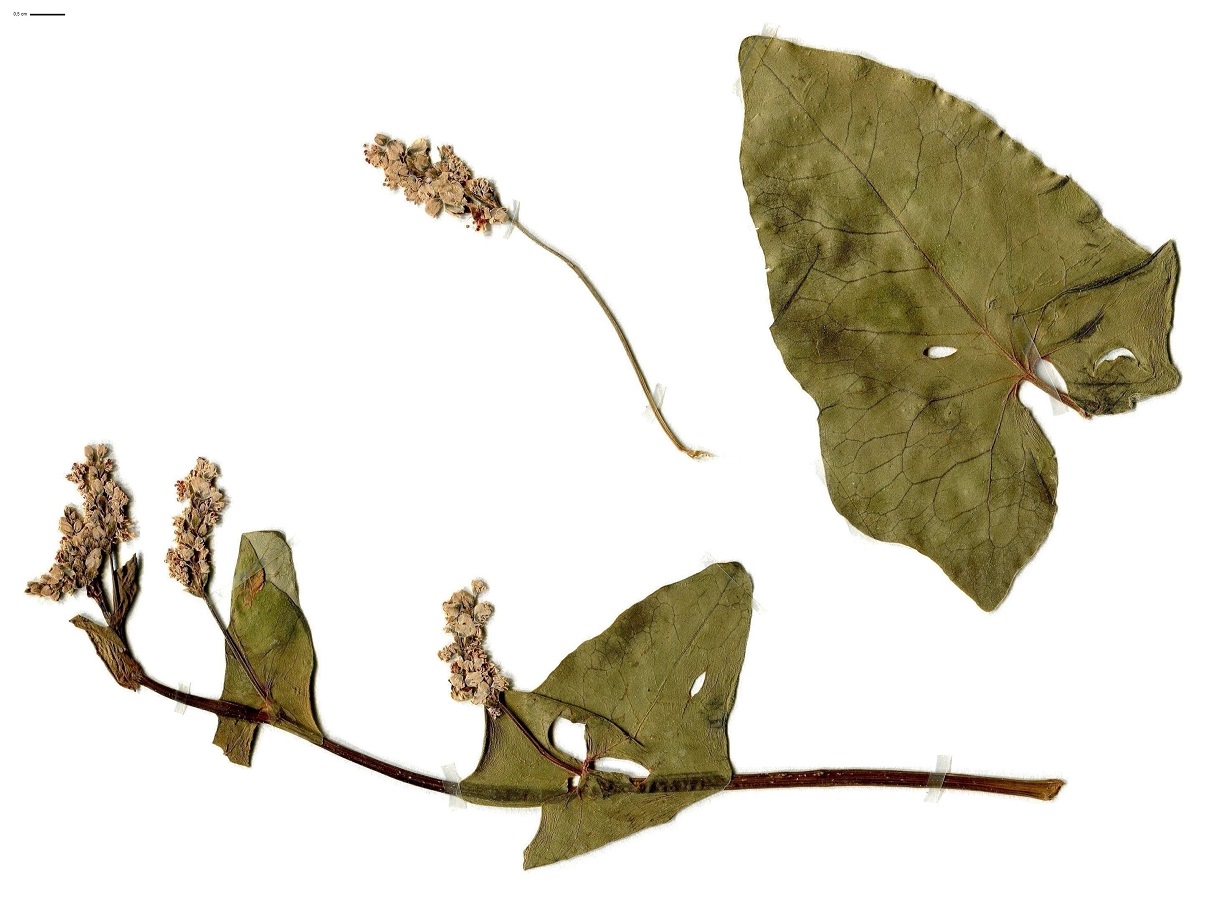 Fagopyrum esculentum (Polygonaceae)